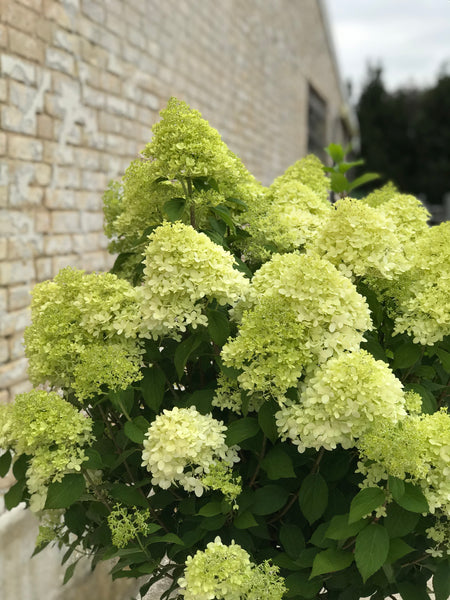 SYREN HORTENSIA 'Hydrangea Paniculata' Limelight - flere størrelser
