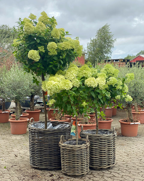 SYREN HORTENSIA 'Hydrangea Paniculata' Limelight - flere størrelser