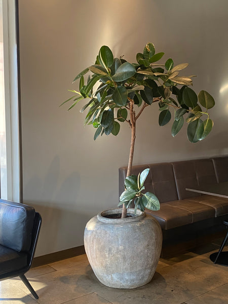 GUMMITRÆ ‘Ficus Elastica Robusta’ / 190cm