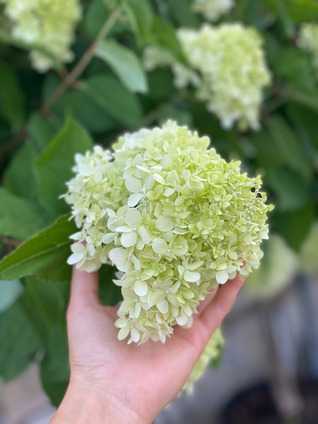 SYREN HORTENSIA 'Hydrangea Paniculata' Limelight - flere størrelser