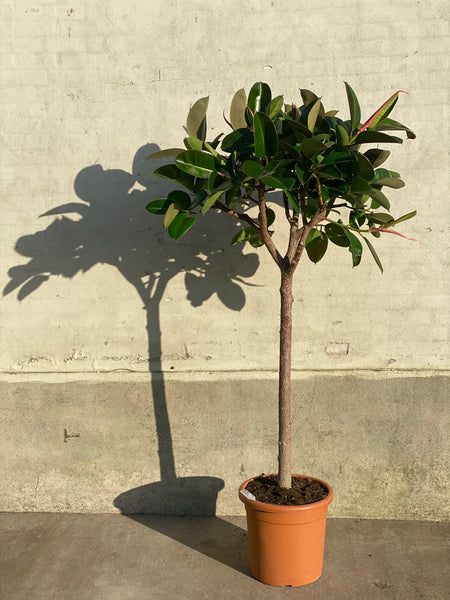 GUMMITRÆ ‘Ficus Elastica Robusta’ / 190cm