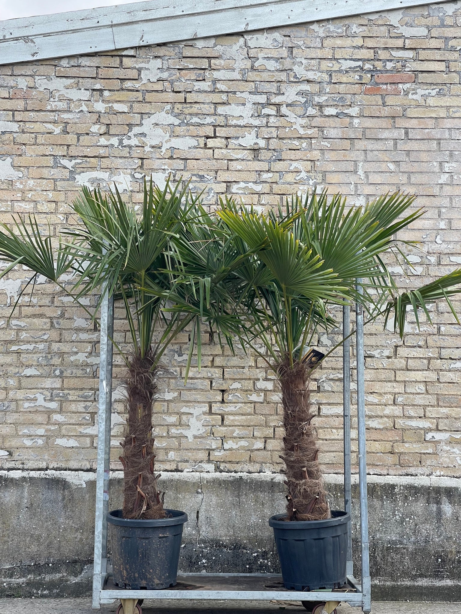 HØRPALME ‘Trachycarpus Fortunei’ / 190cm