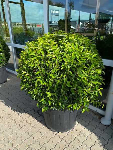 Laurbær ‘Prunus Angustifolia’