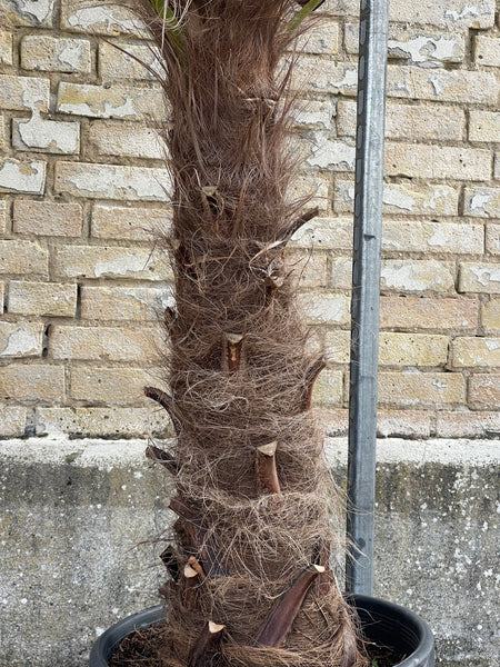 HØRPALME ‘Trachycarpus Fortunei’ / 190cm
