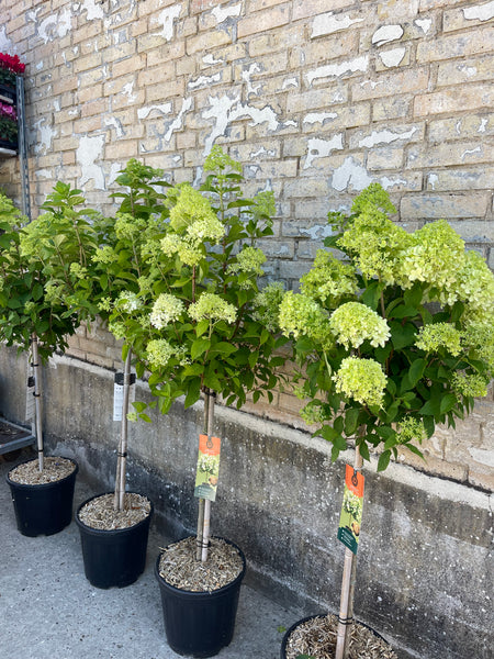 SYREN HORTENSIA 'Hydrangea Paniculata' Limelight / 100cm