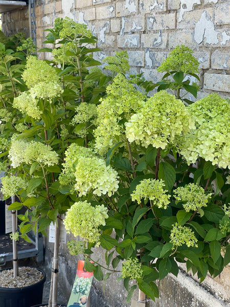 SYREN HORTENSIA 'Hydrangea Paniculata' Limelight / 100cm