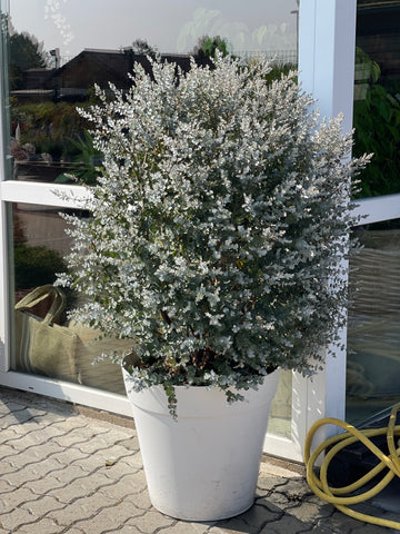 EUCALYPTUS PLANTE