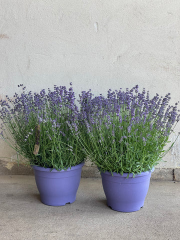 Lavendel
