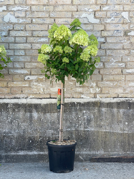 SYREN HORTENSIA 'Hydrangea Paniculata' Limelight / 100cm