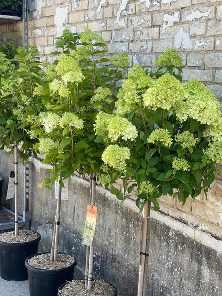 SYREN HORTENSIA 'Hydrangea Paniculata' Limelight / 100cm