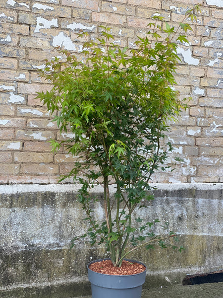 JAPANSK LØN  'Acer Palmatum' / 145cm