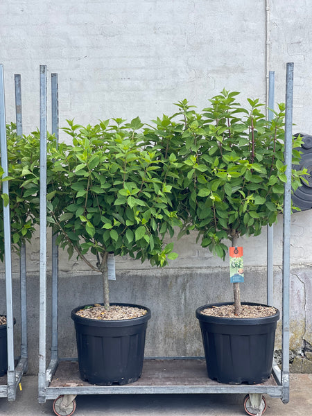 SYREN HORTENSIA 'Hydrangea Paniculata' Limelight - flere størrelser