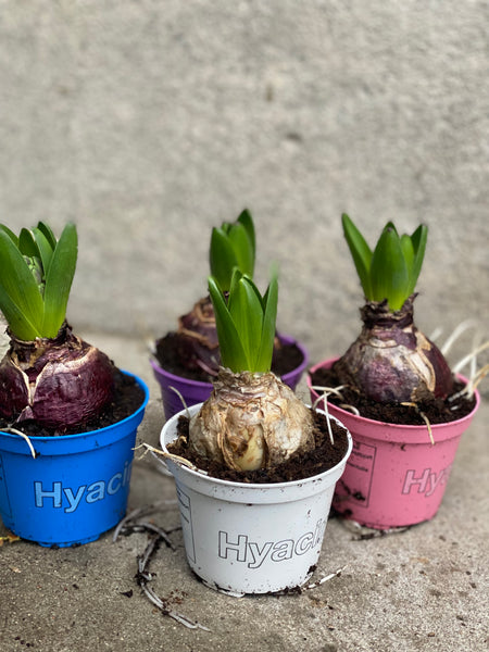 HYACINTER