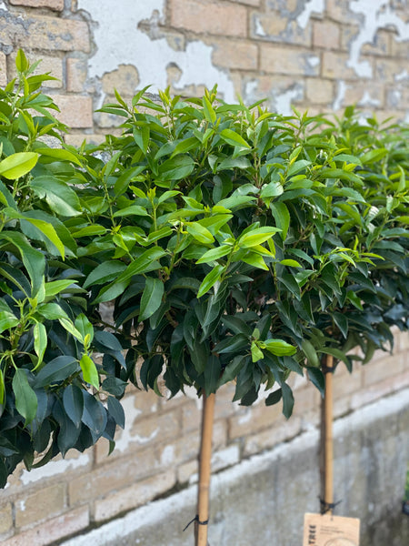 LAURBÆRKIRSEBÆR ‘Prunus angustifolia’ / 130cm