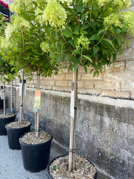 SYREN HORTENSIA 'Hydrangea Paniculata' Limelight / 100cm