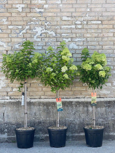 SYREN HORTENSIA 'Hydrangea Paniculata' Limelight / 100cm