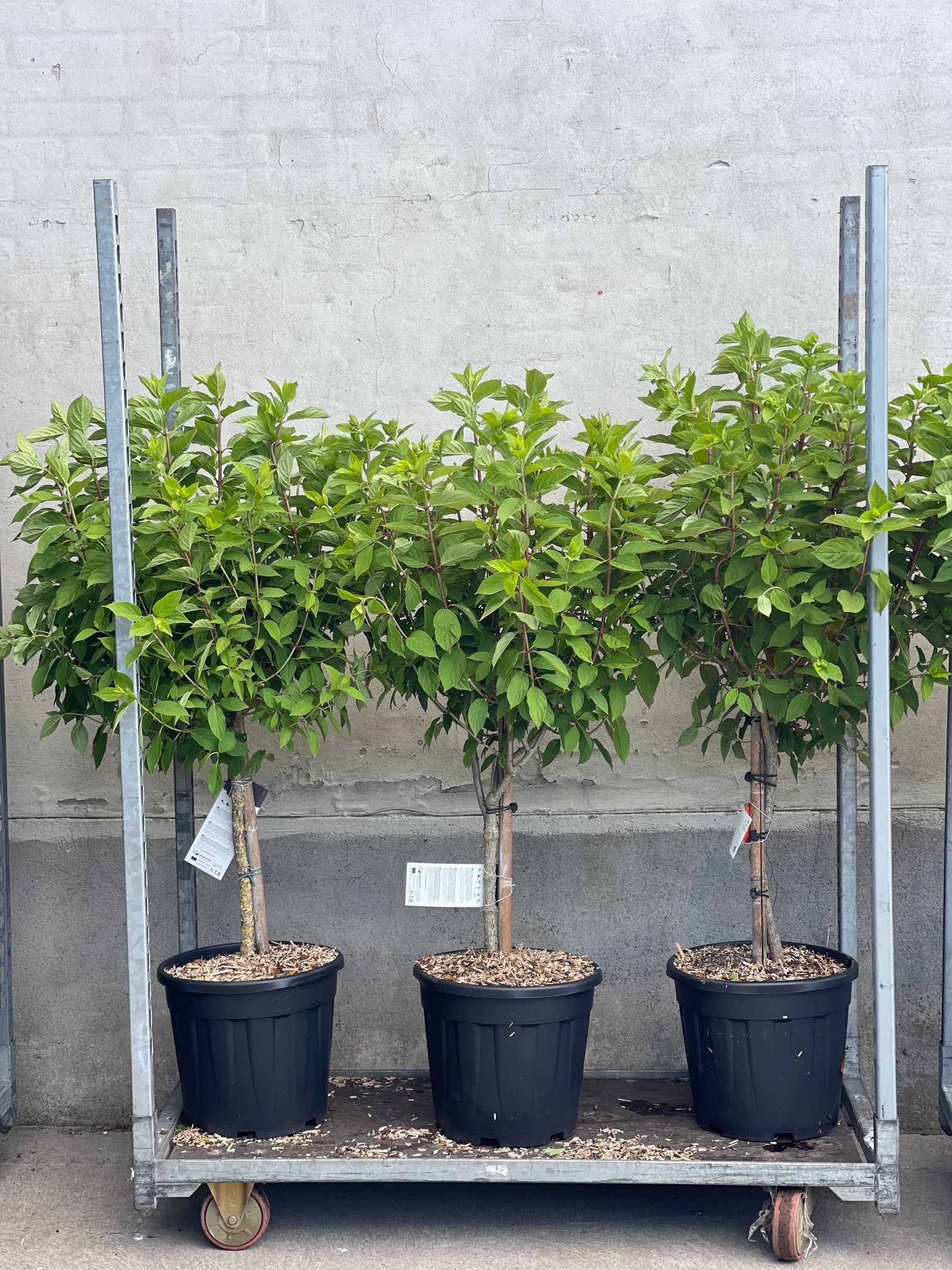 SYREN HORTENSIA 'Hydrangea Paniculata' Limelight - flere størrelser