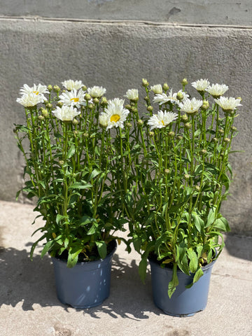 Leucanthemum