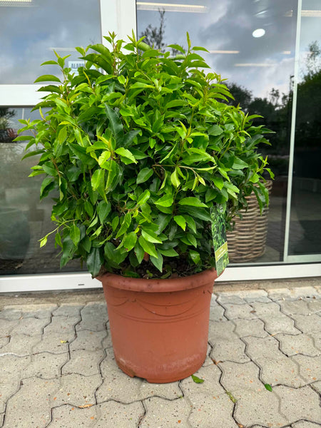 Laurbær ‘Prunus Angustifolia’