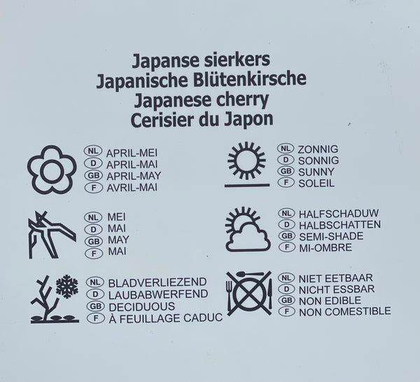 JAPANSK KIRSEBÆR TRÆ ‘Kanzan’ / 80cm