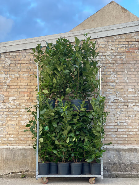 Laurbærkirsebær ‘Prunus Rotundifolia’ / 140cm