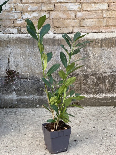 Laurbærkirsebær ‘Prunus Novi’ /