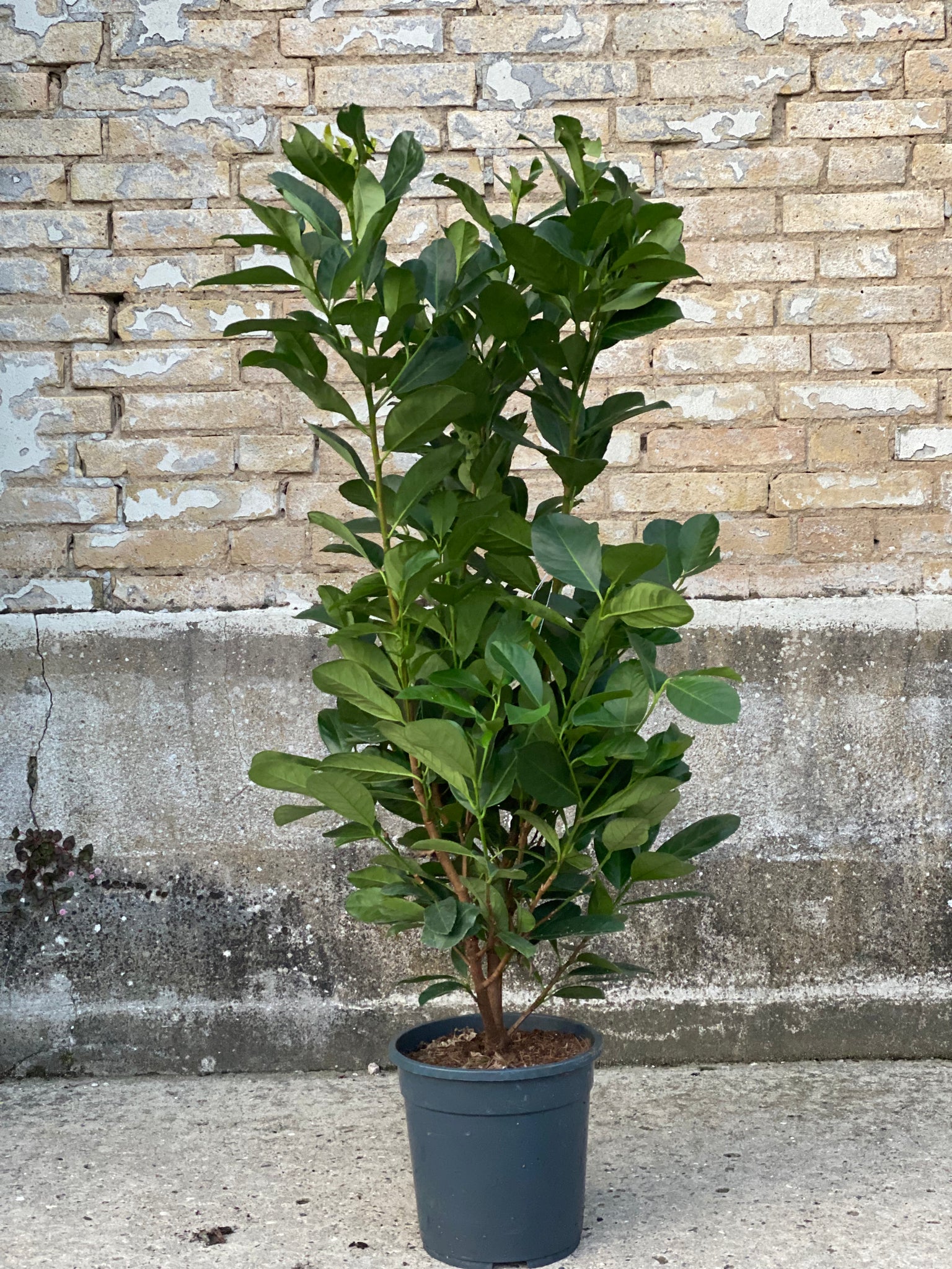 Laurbærkirsebær “prunus etna” / 100cm