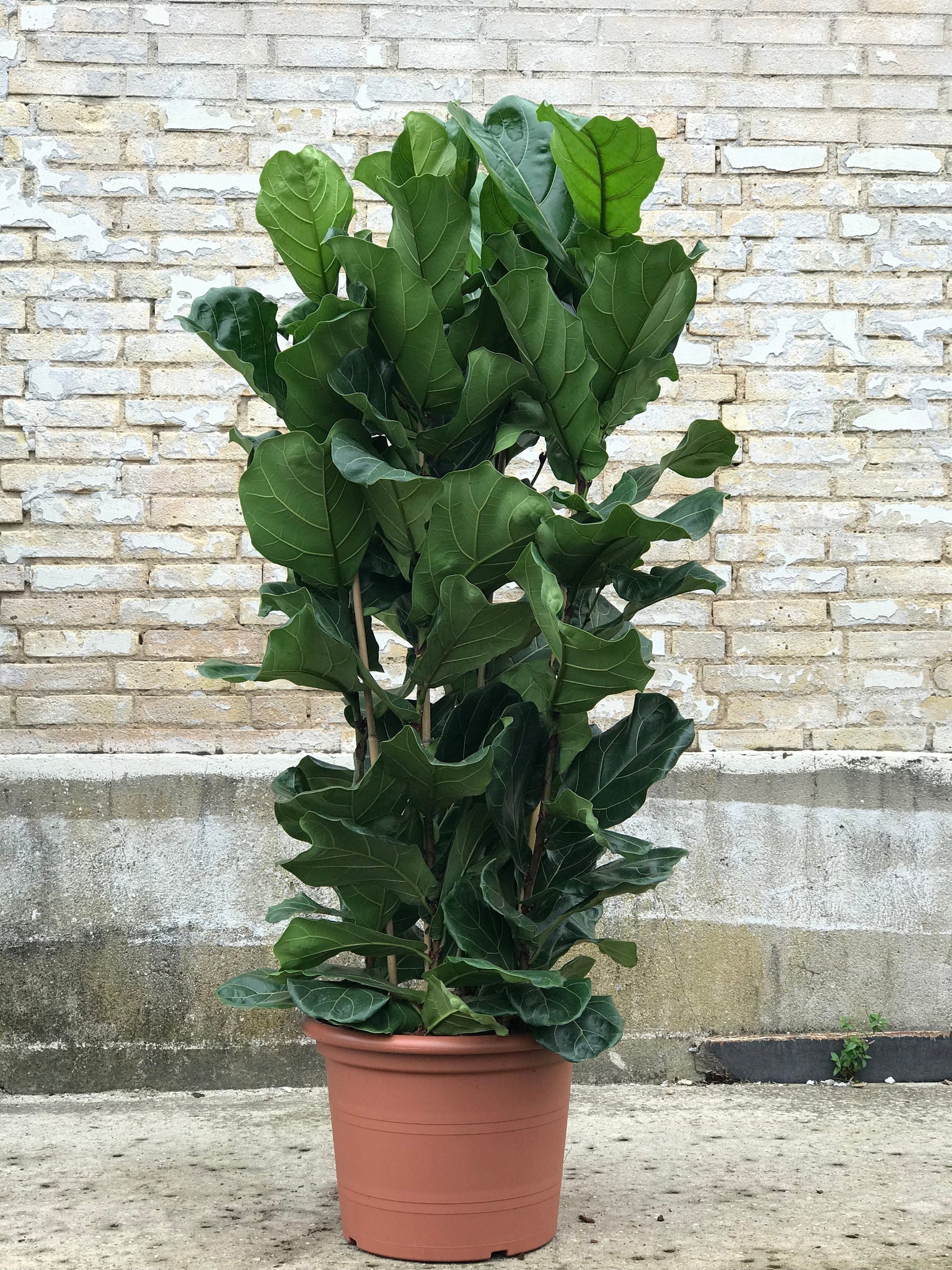 VIOLINFIGEN ‘Ficus lyrata’ - 4 grenet 170cm