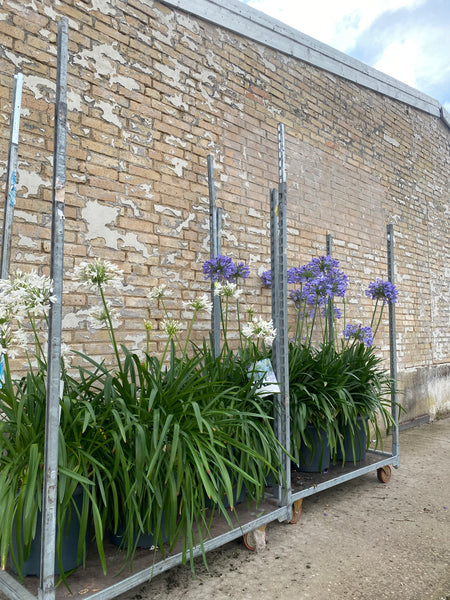 KÆMPE AGAPANTHUS BLÅ