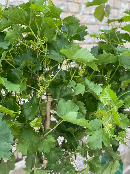 VINPLANTE / 170cm