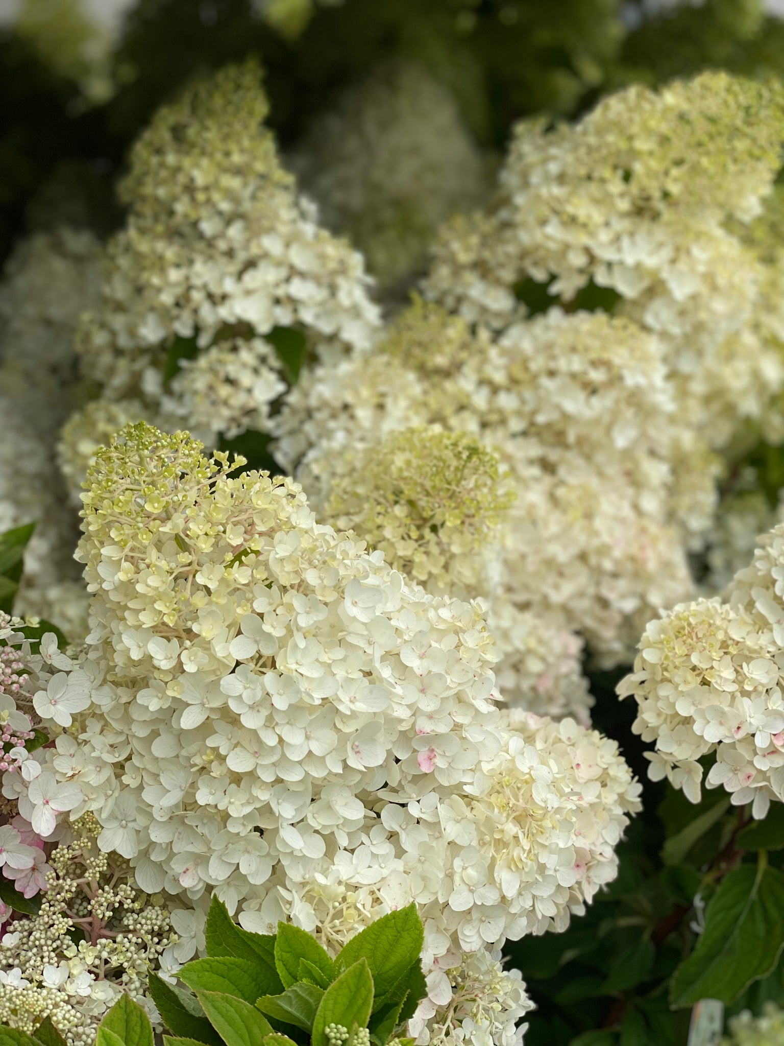 SYREN HORTENSIA LIME - 100cm