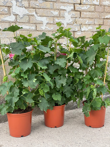 VINPLANTE ‘På espalier’ / 85cm