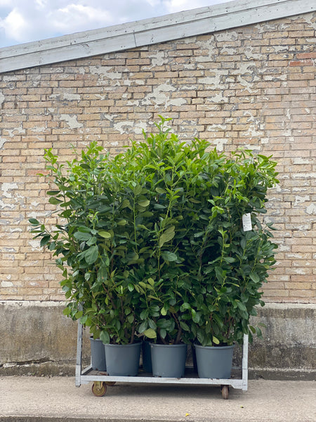 LAURBÆRKIRSEBÆR ‘Prunus Rotundifolia’ / 180cm