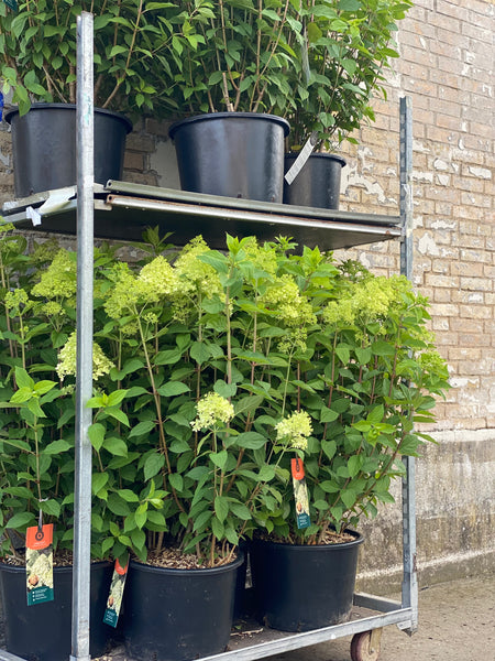 SYREN HORTENSIA BUSK 'Hydrangea Paniculata' Limelight - 110cm
