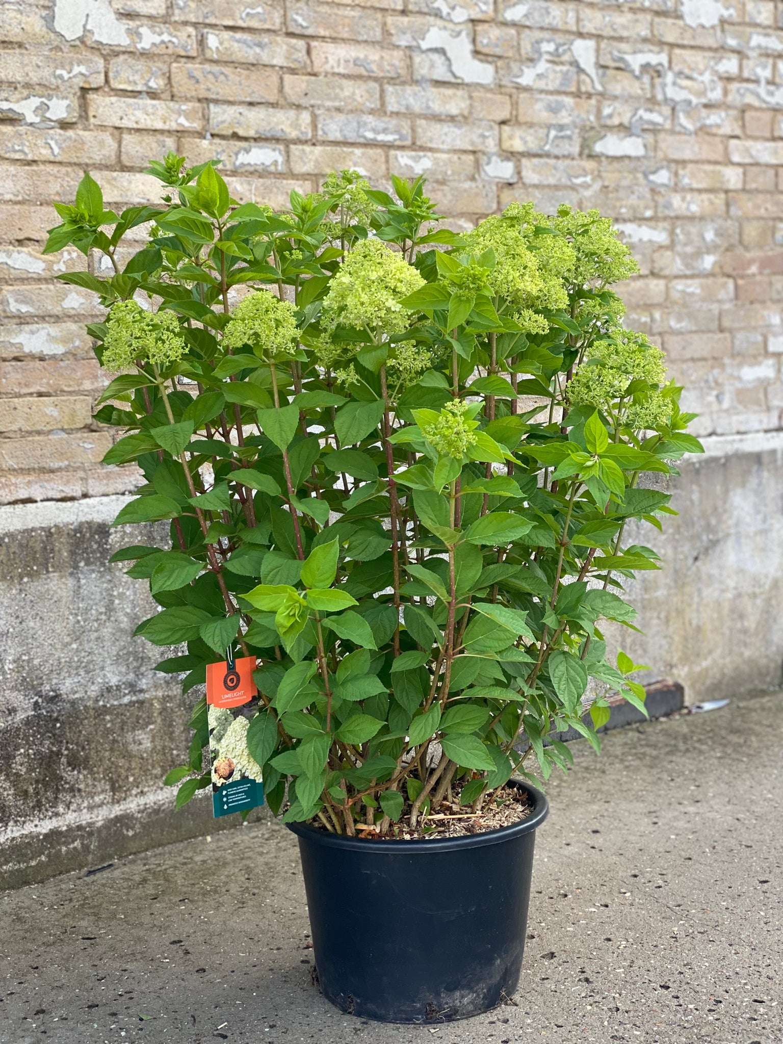 SYREN HORTENSIA BUSK 'Hydrangea Paniculata' Limelight - 110cm