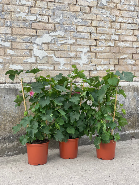VINPLANTE ‘På espalier’ / 85cm