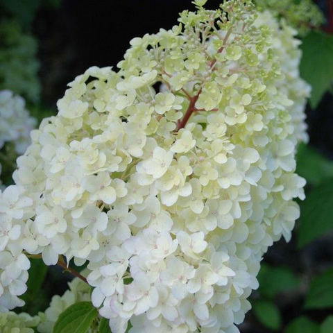 Syrenhortensia ‘Hydrangea Paniculata’ Diamantino / 160cm