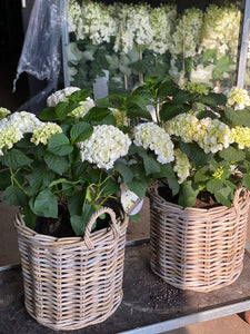 HORTENSIA I KURV