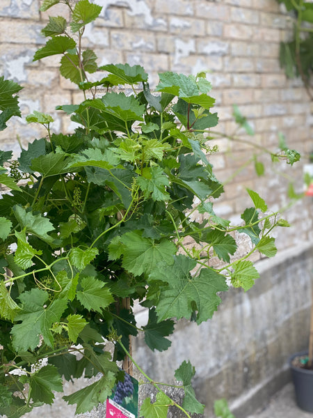 VINPLANTE / 170cm