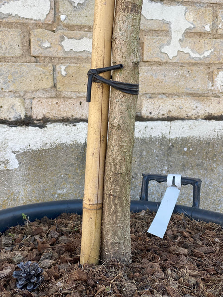 TEMPELTRÆ ‘GINKGO BILOBA ‘Mariken’ / 190cm