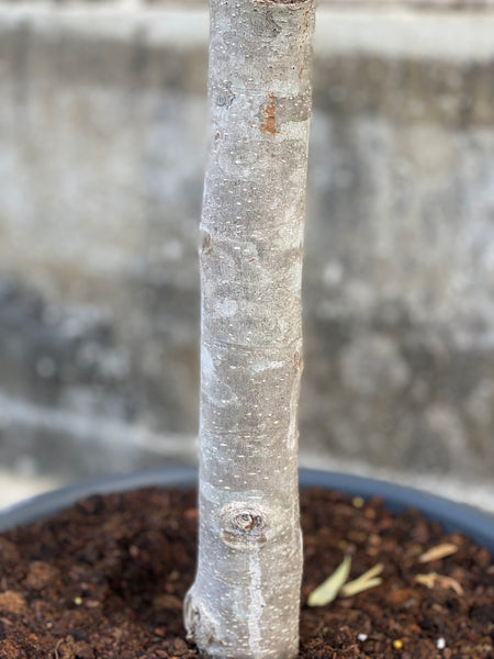 FICUS AUDREY / 180cm