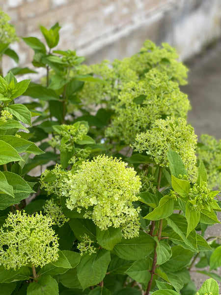 SYREN HORTENSIA BUSK 'Hydrangea Paniculata' Limelight - 110cm