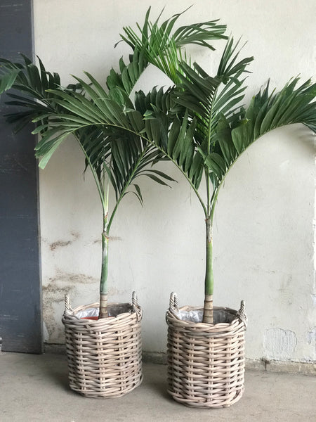 FJERPALME 'Veitchia Merrilli' - 180cm