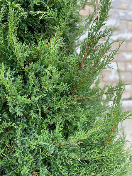 JUNIPERUS Pfitzeriana / 180cm