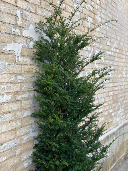 TAKS 'Taxus Baccata /  190cm