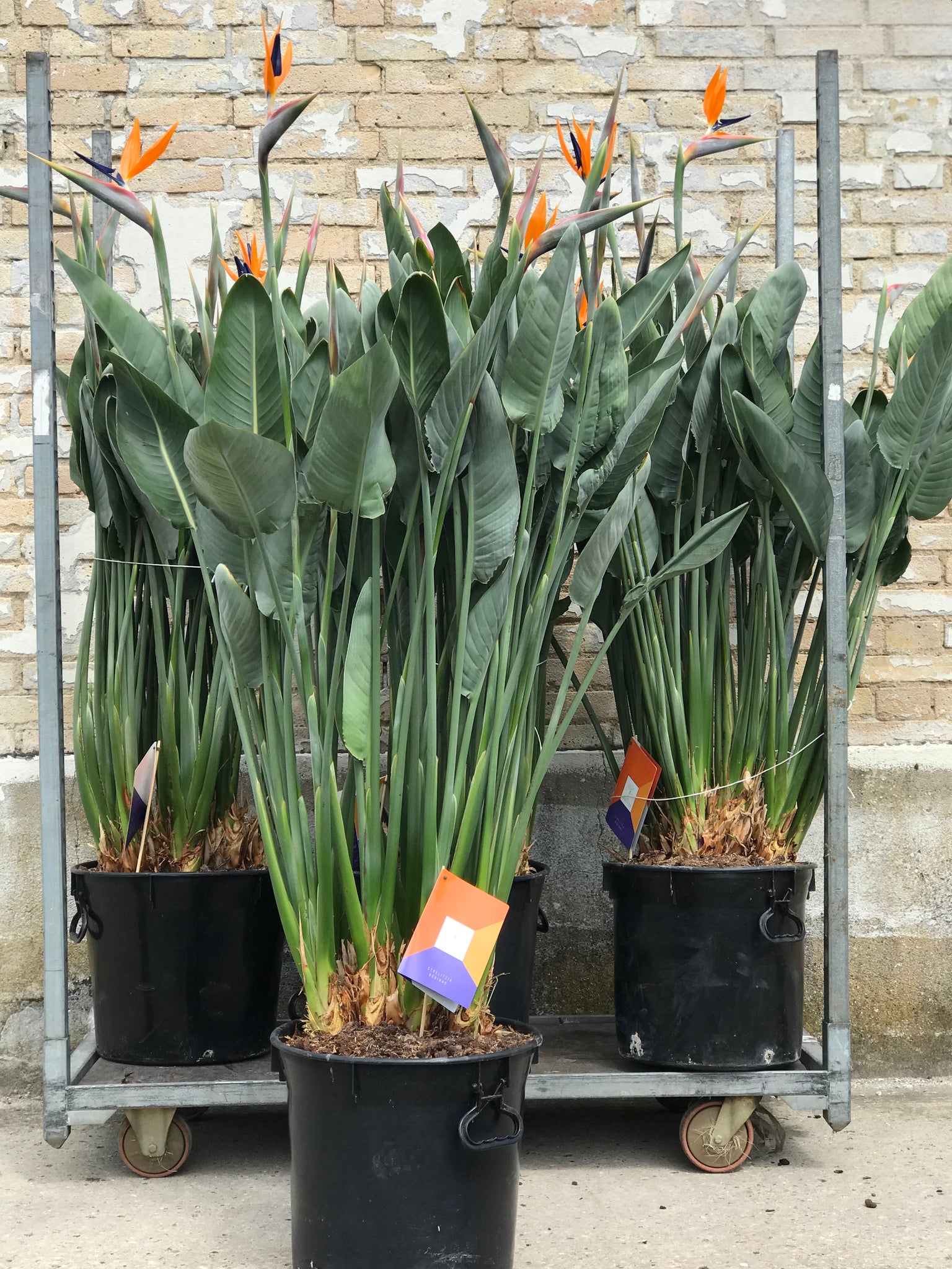 STRELITZIA REGINAE - 150cm