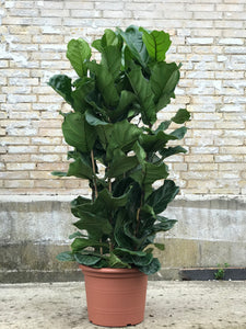 VIOLINFIGEN ‘Ficus lyrata’ - 5 grenet 180cm