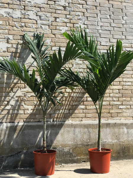 FJERPALME 'Veitchia Merrilli' - 180cm