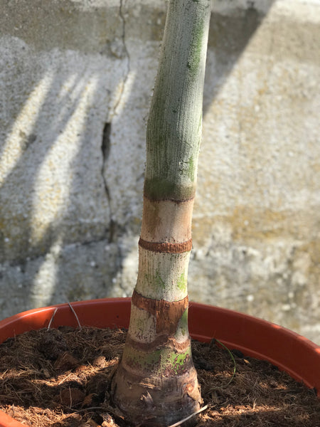 FJERPALME 'Veitchia Merrilli' - 180cm
