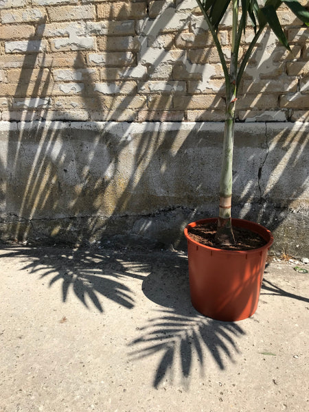 FJERPALME 'Veitchia Merrilli' - 180cm